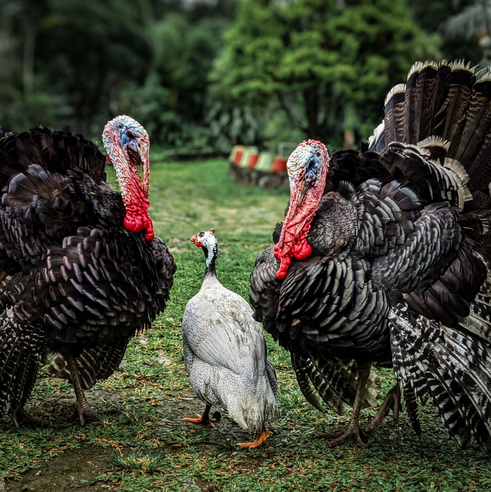 Photograph by Thomson Thomas