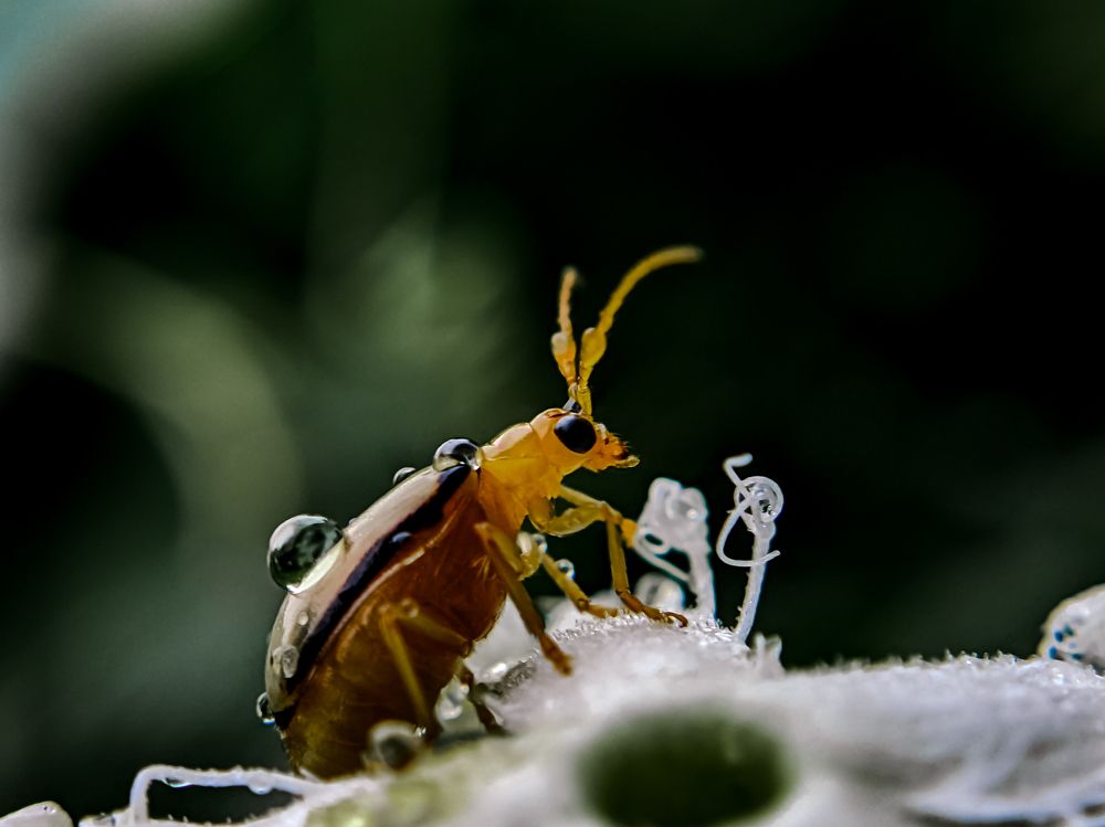 Photograph by Thomson Thomas