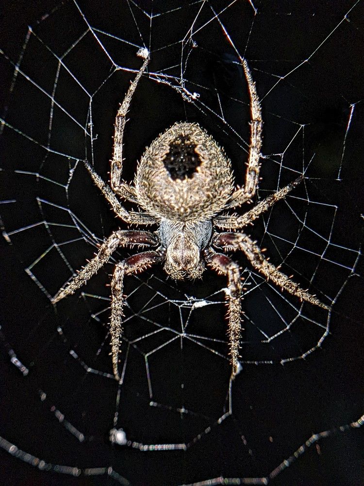 Photograph by Thomson Thomas