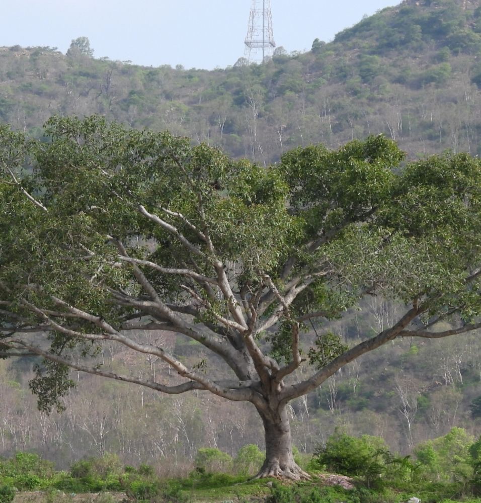 Photograph by Sudarshana Krishna N.S