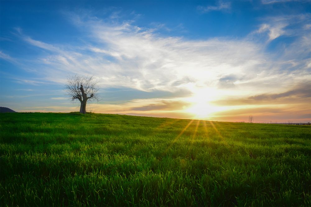 A tree along the sunset