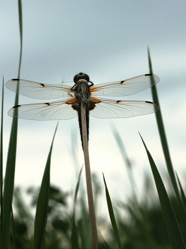 Photograph by Евсеева Валентина