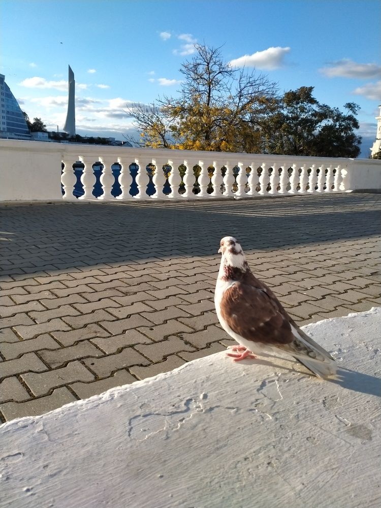 Фотография автора Инна Гришина