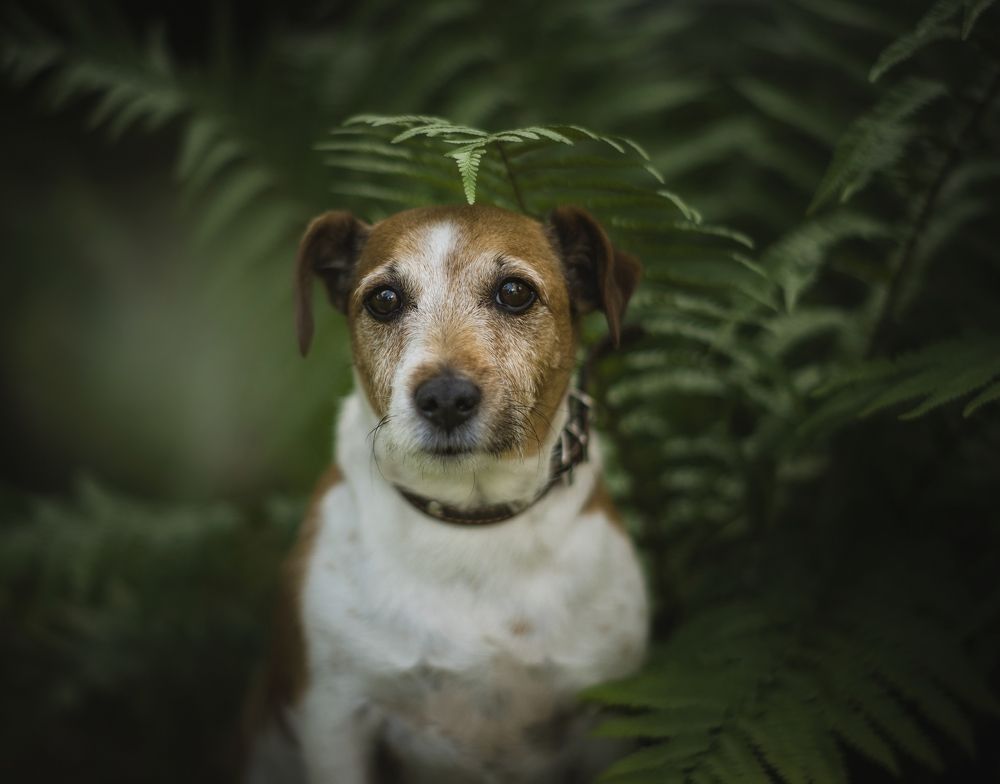 Photograph by Елена Раздвилова