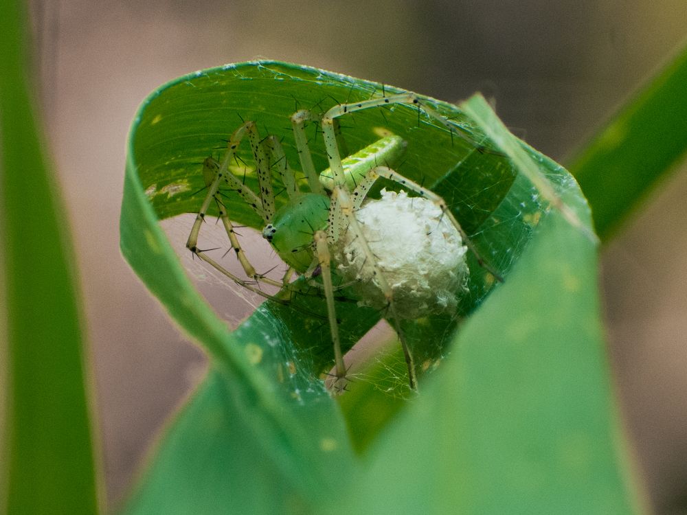 Lynx spider