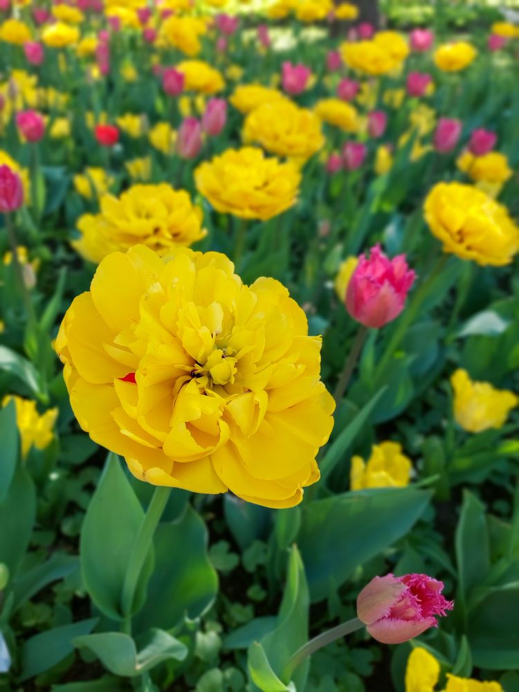 Фотография автора Светлана Дунаева