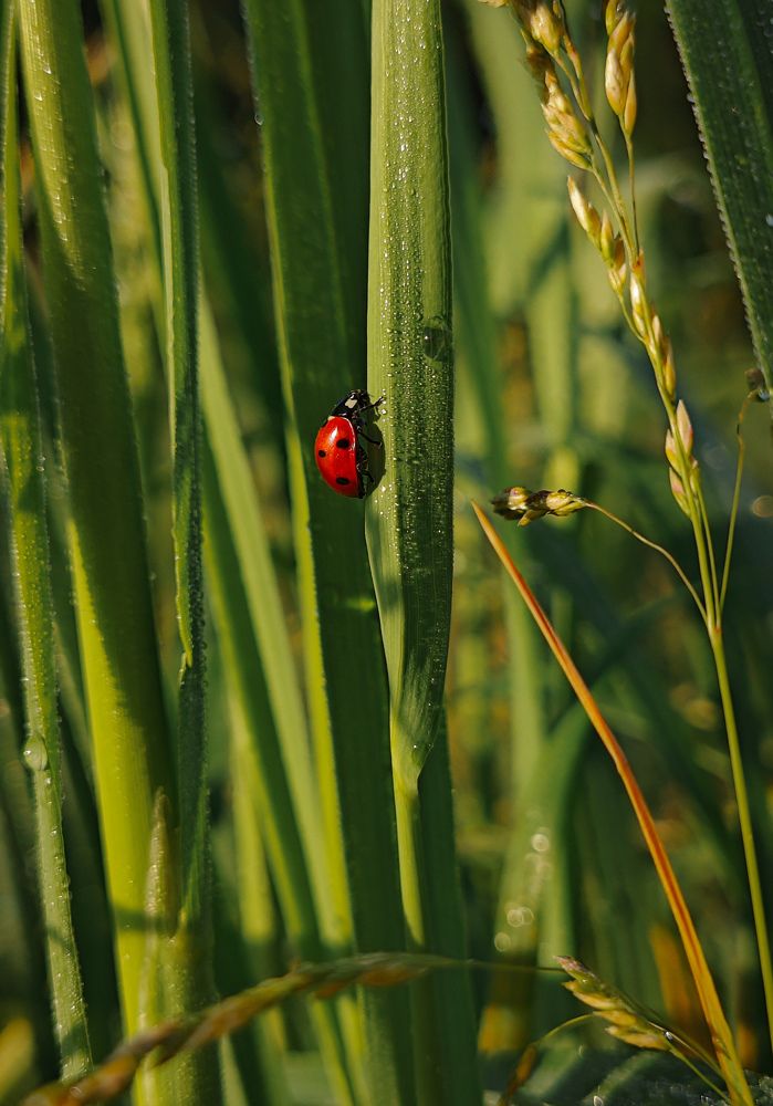 Photograph by Светлана Фоменко