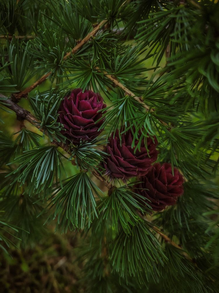 Цветение лиственницы