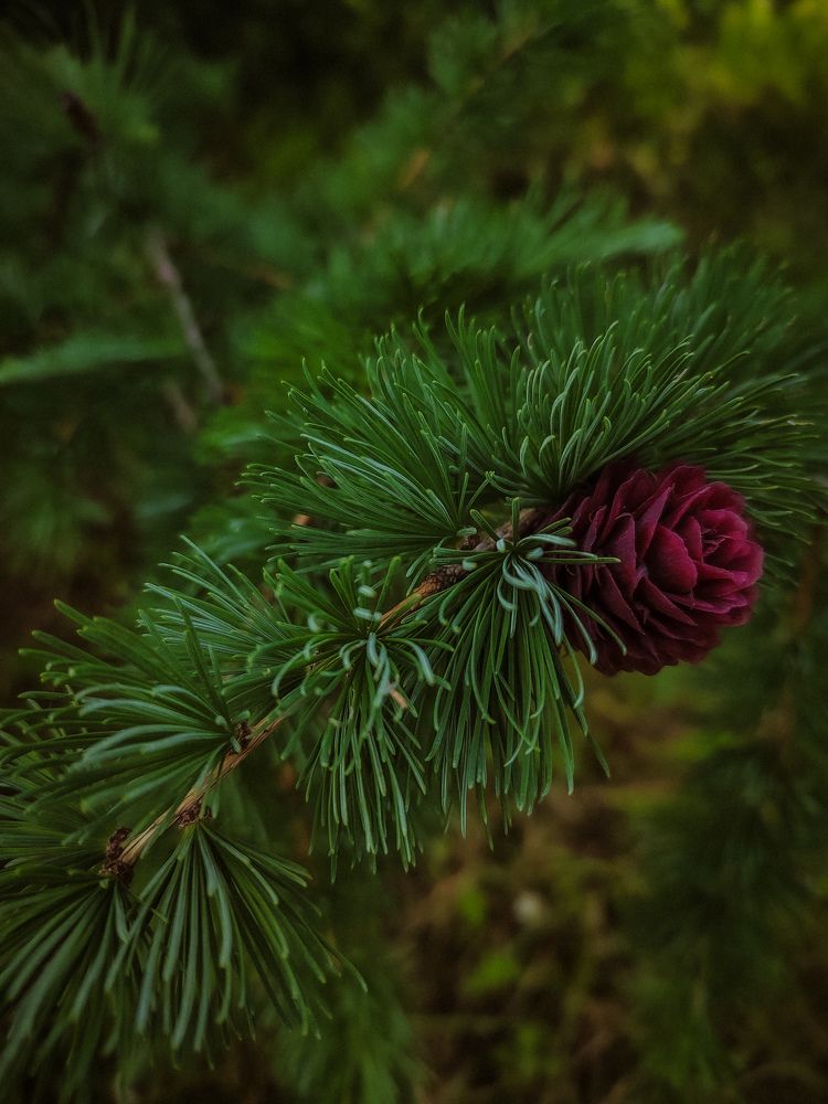 Цветение лиственницы