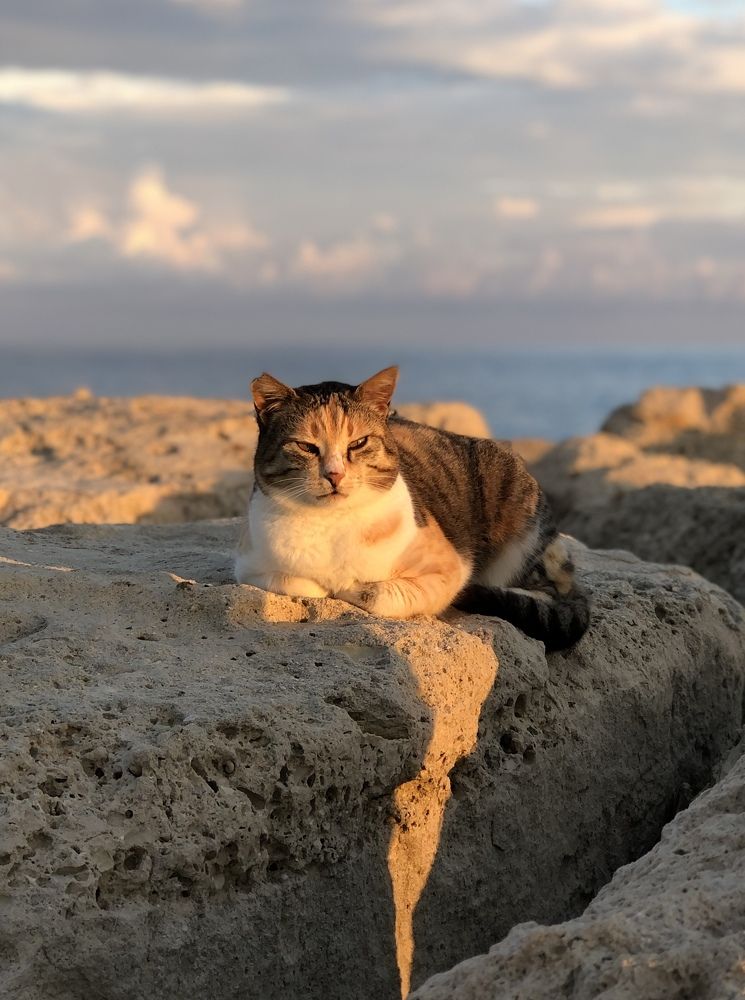 Cat and sunset