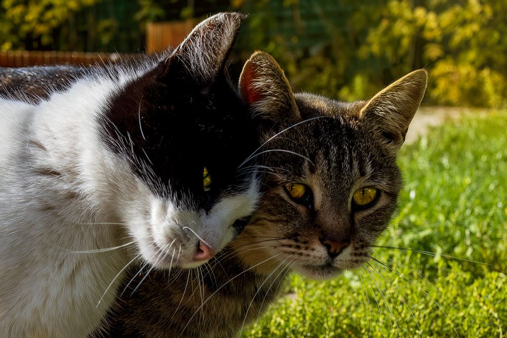 Photograph by Michel