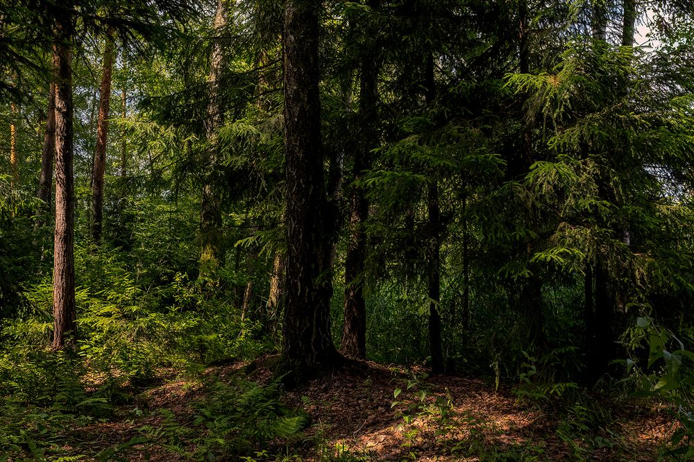 Photograph by Michel