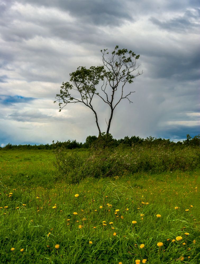 Деревце в поле.