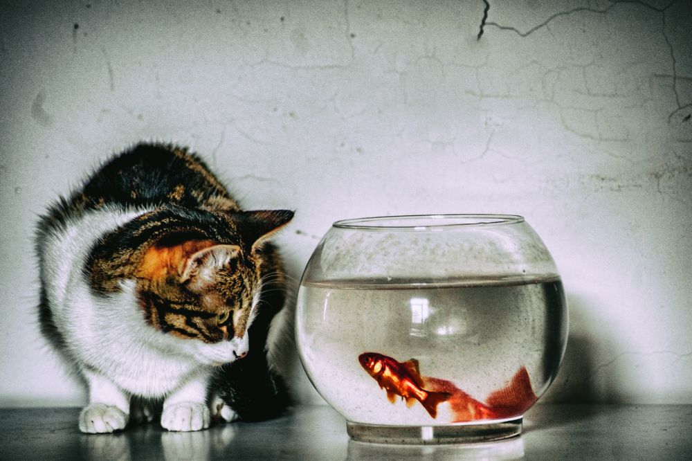 Photograph by DAMOUN POURNEMATI