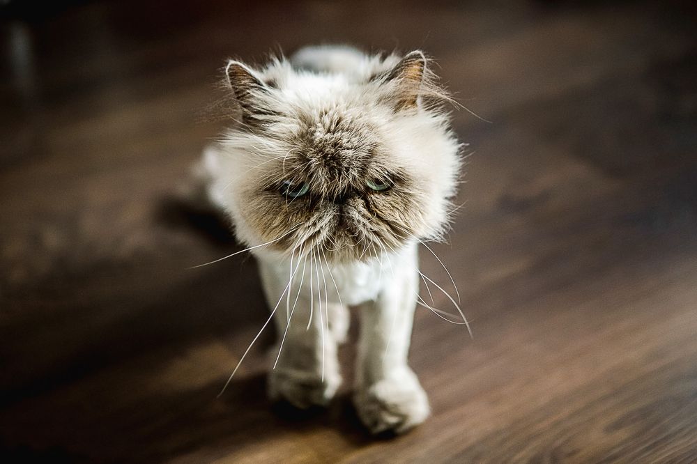 Фотография автора Чумаков Павел