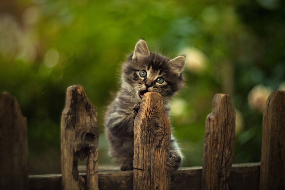 Photograph by Коротун Юрий