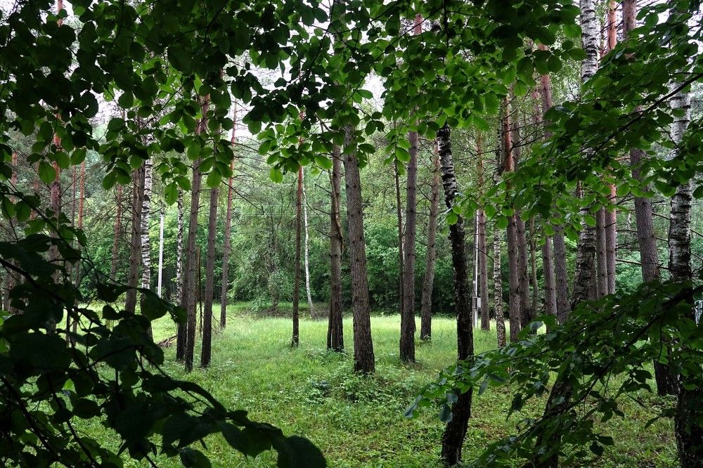 Photograph by jelena konickaja