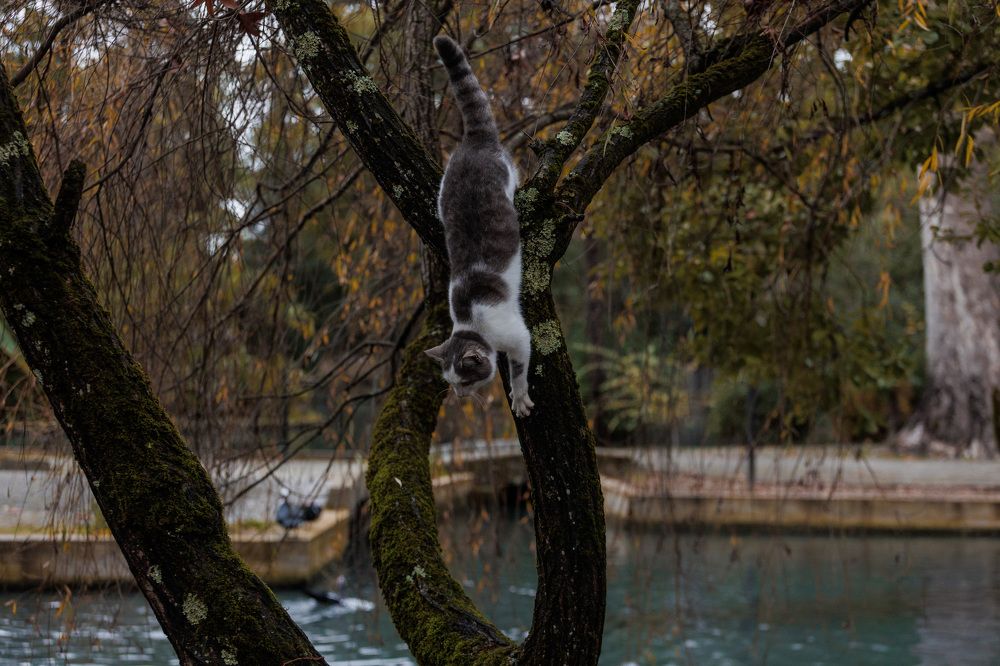 Фотография автора Fallen Angel