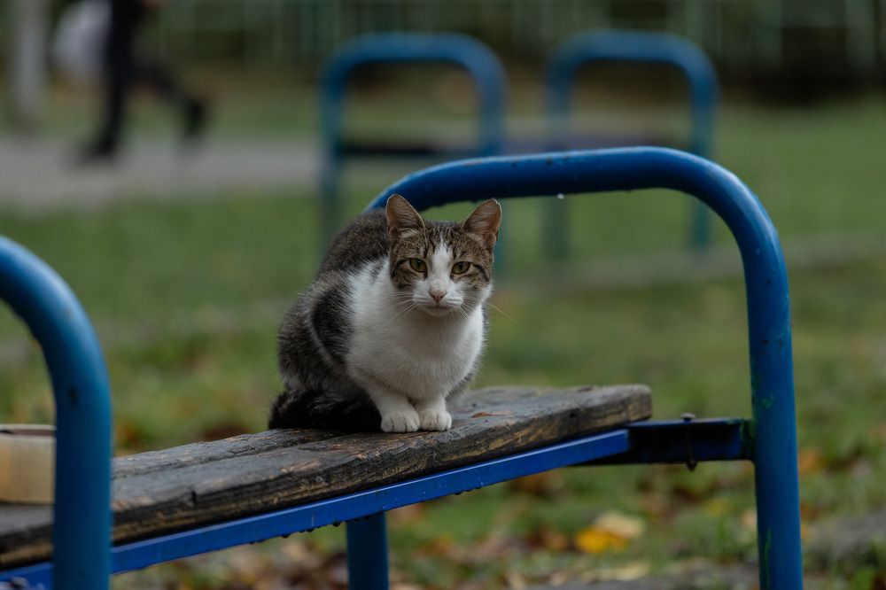 Фотография автора Fallen Angel