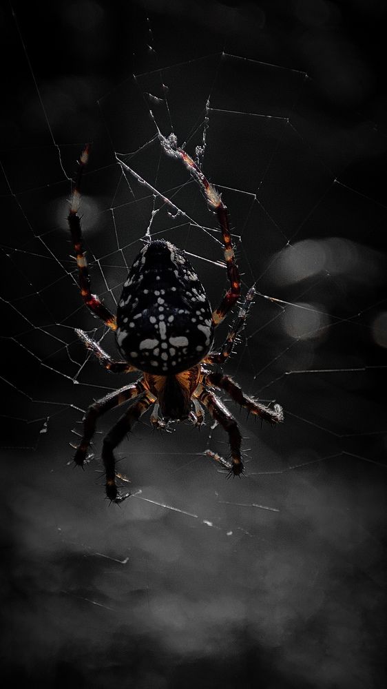 Photograph by Ehsan Fathi