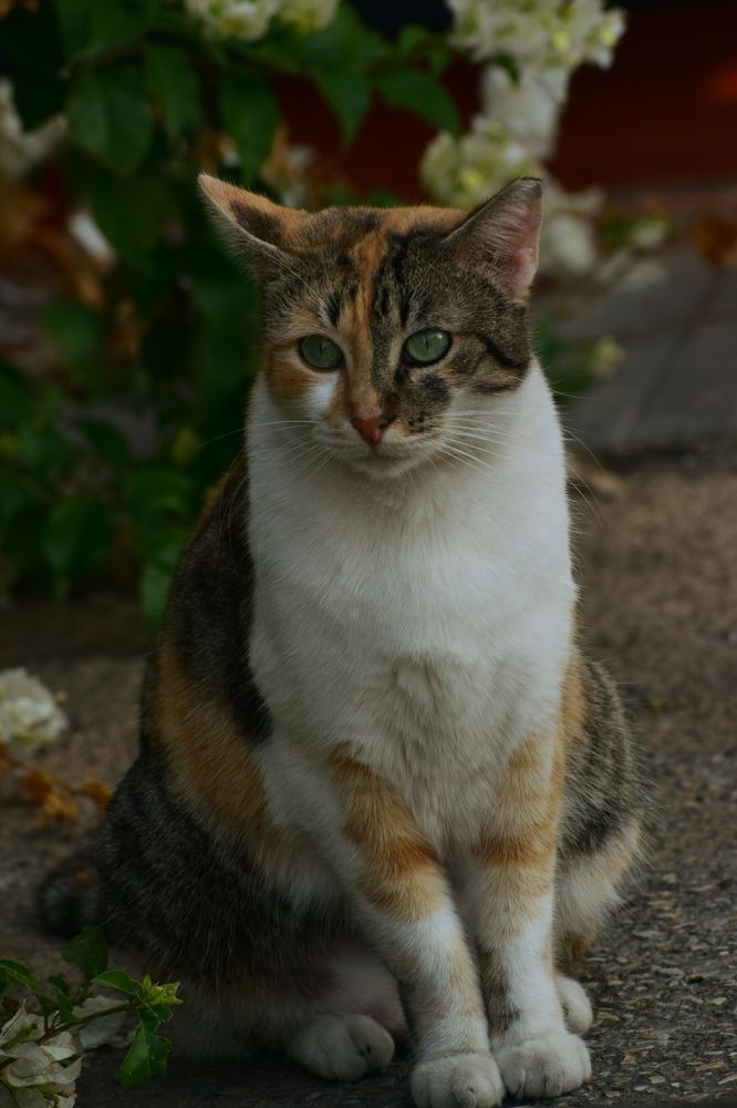 Photograph by Sophia Matskalidou