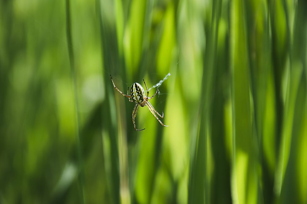 Photograph by Ehsan Fathi