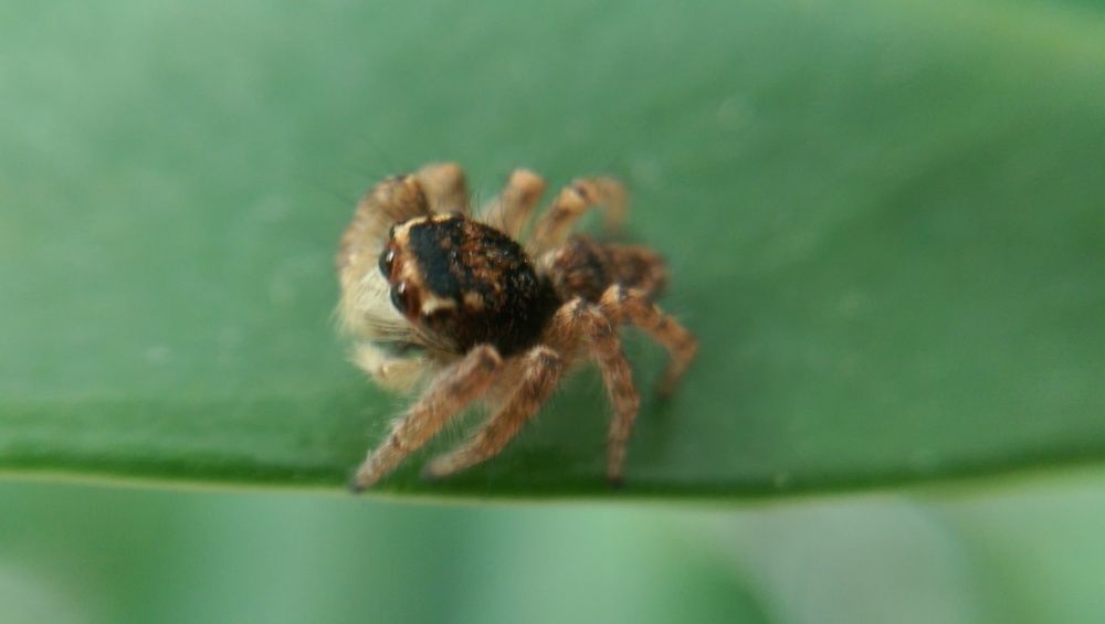 Photograph by Ehsan Fathi