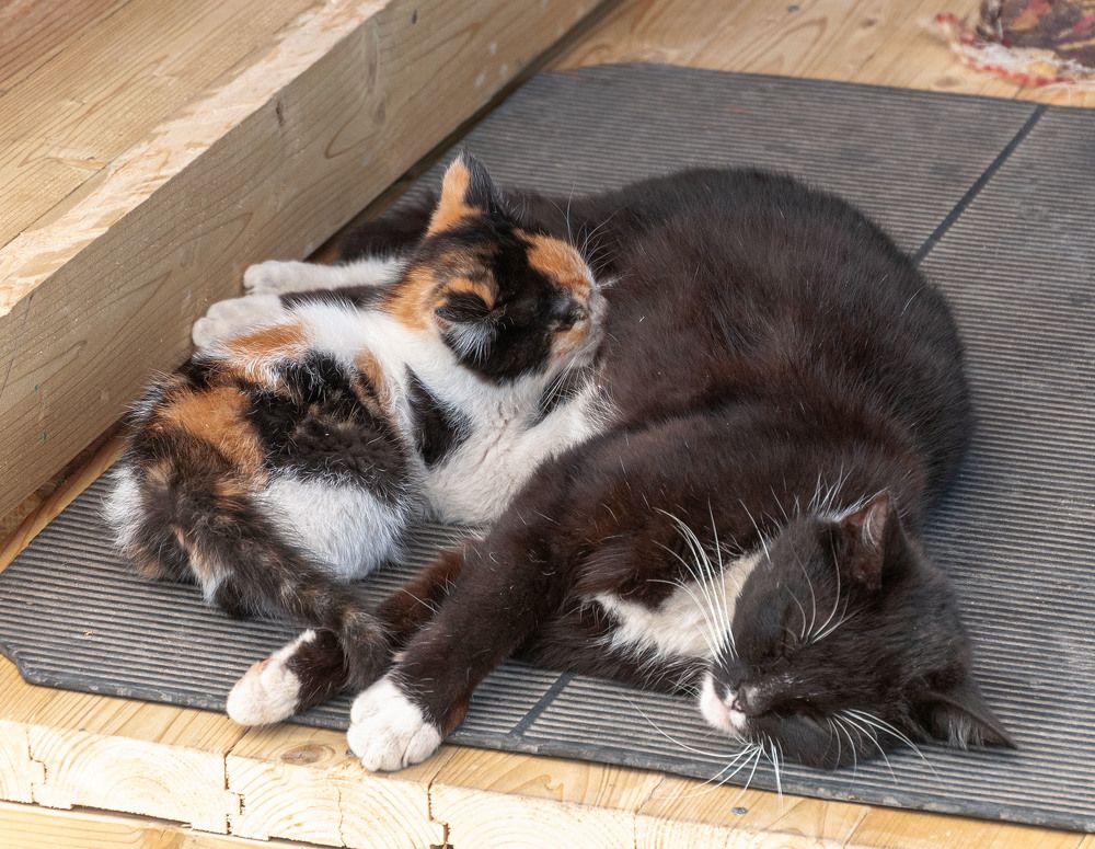 Photograph by Vladimir  Komarov