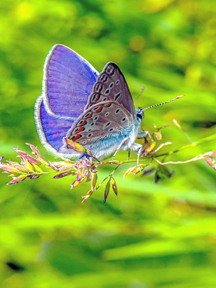 Фотография автора Николай Бологов