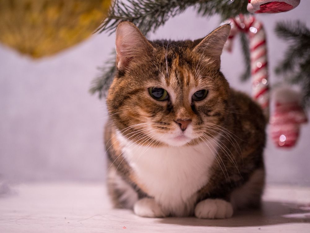 Photograph by Шейко Анна