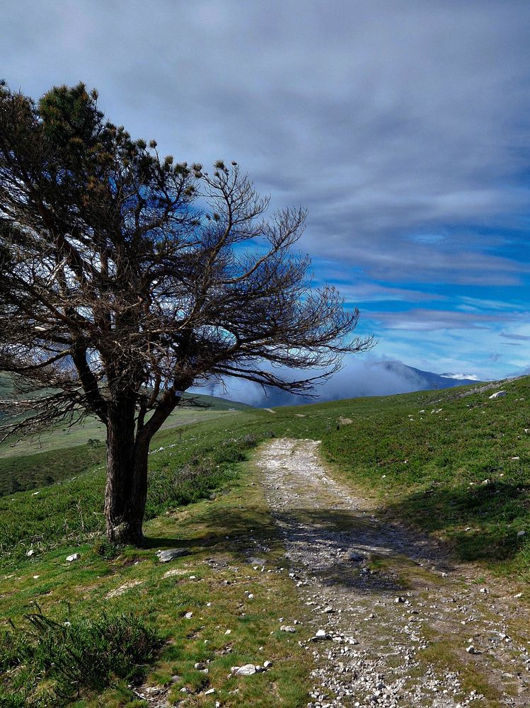 Albero