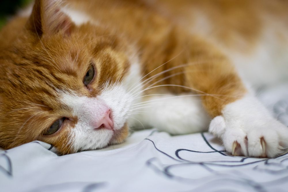 Photograph by Nora Cheprasova