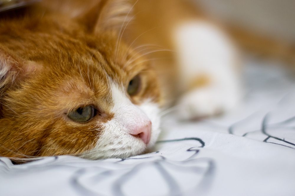 Photograph by Nora Cheprasova