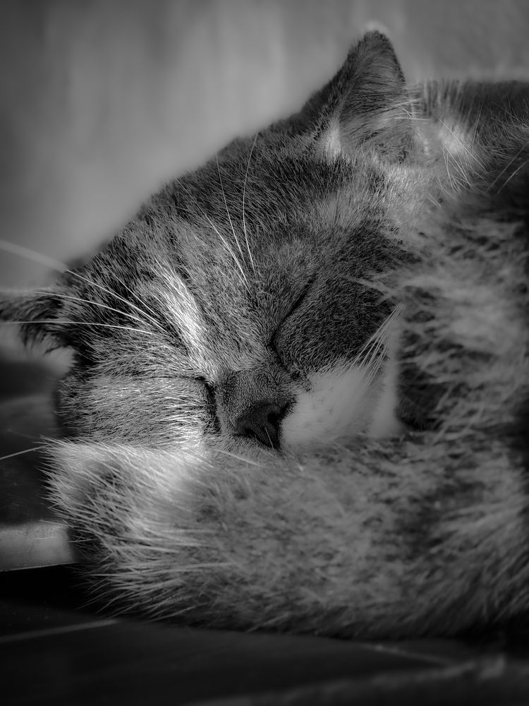 Photograph by Kevin Nguyen