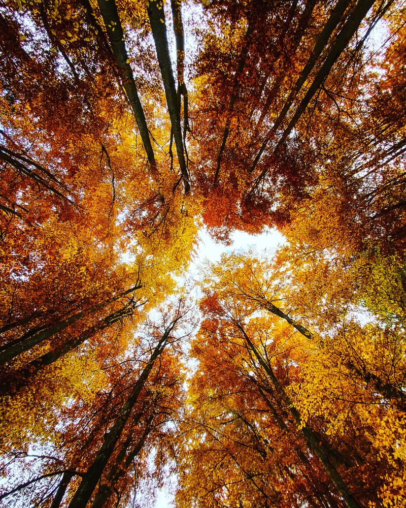 Photograph by Radu Pandelica