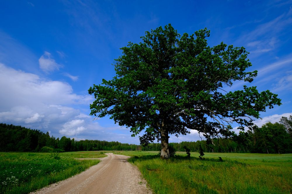 Фотография автора Elvijs Kalnins