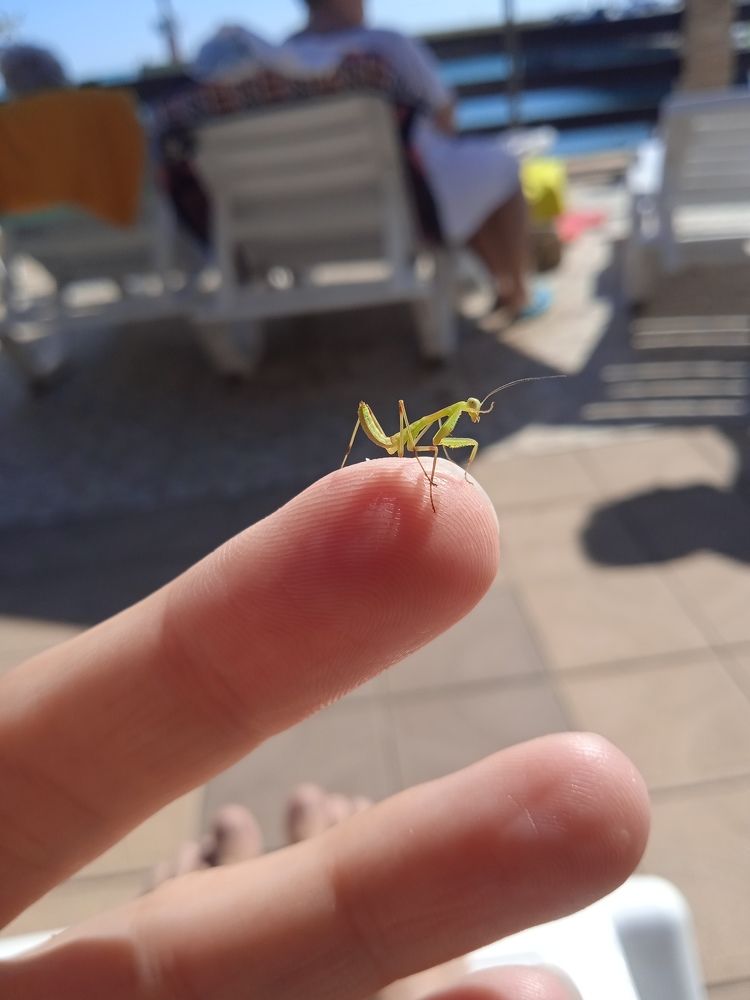 Богомольчик)