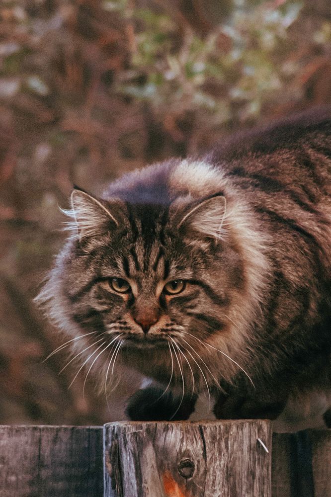 Котофей Котофеевич