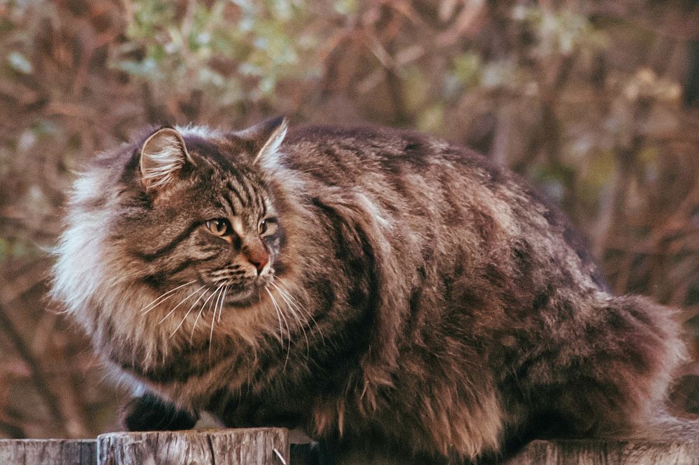 Котофей Котофеевич