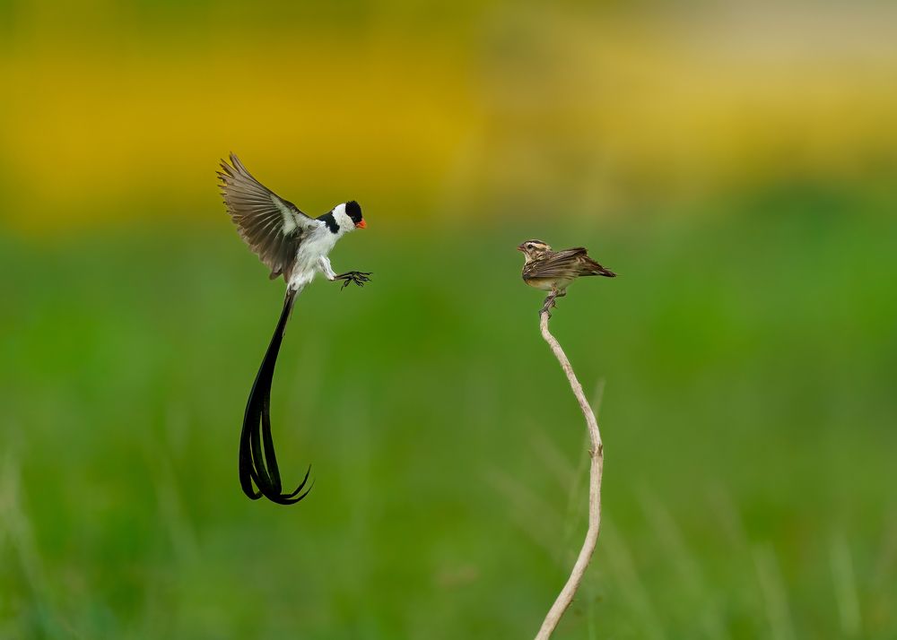 Nature's Ballet -Pin tailed Wydah Male Birds' Mating Dances to Impress the female bird