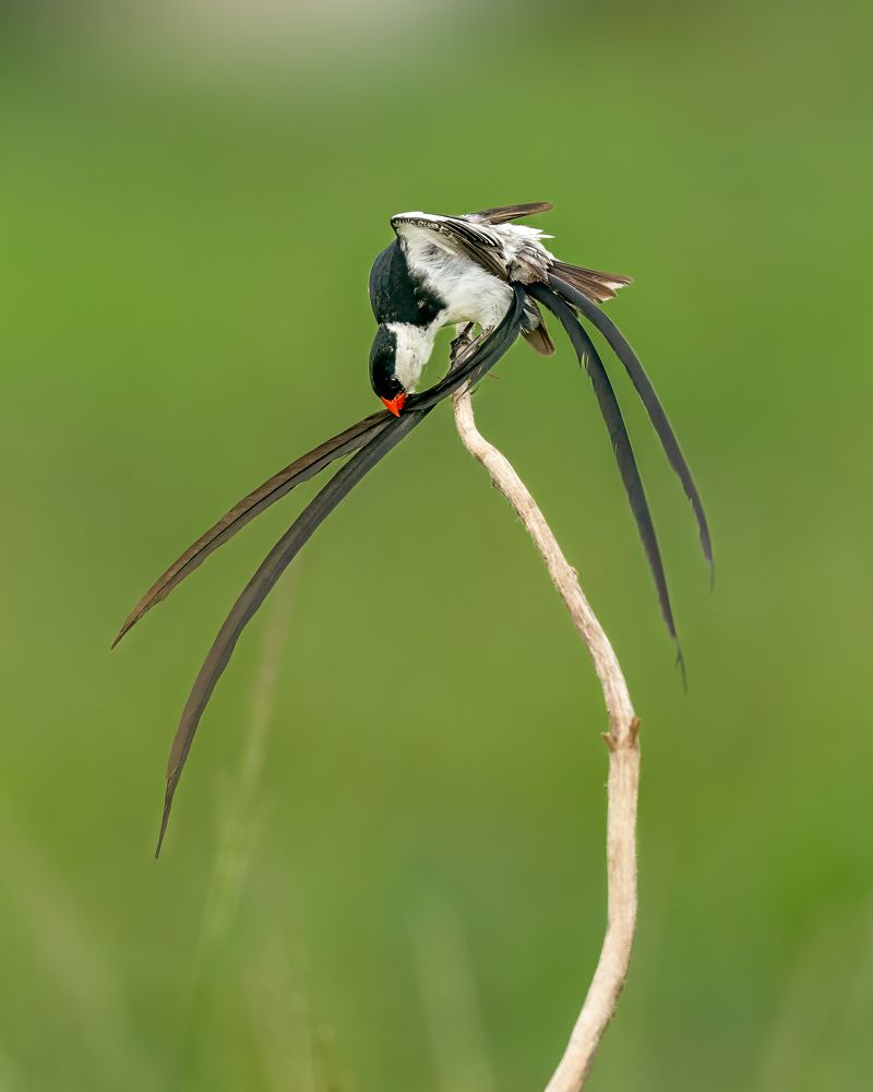 Pin-Tailed Whydah preening the feathers