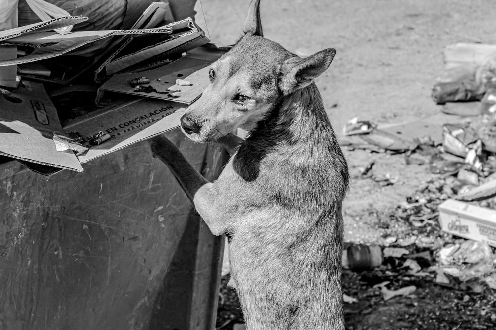 Photograph by Jorge Cristóbal Fernández-Trevejo Portuondo