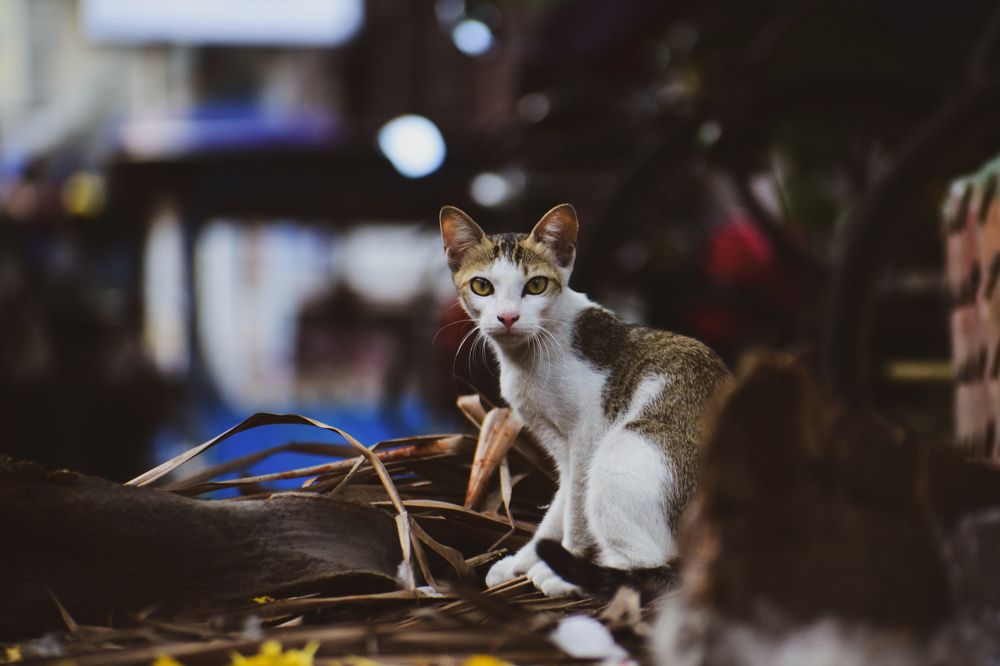 Photograph by Ankan De