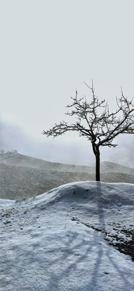 Photograph by Seyed-Sajad Hamedheydari