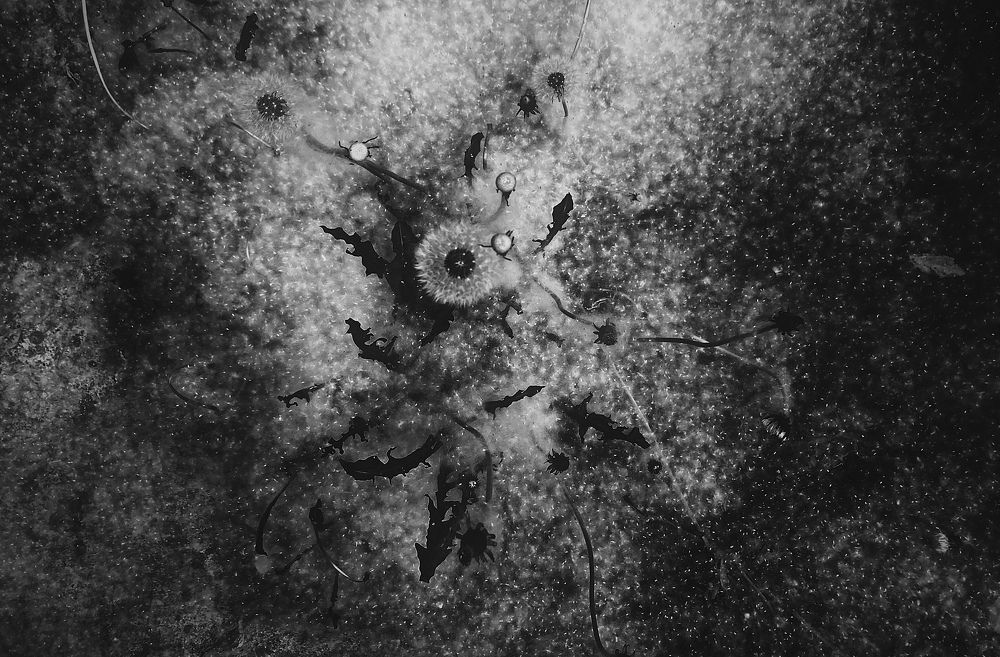 Photograph by Olessia Kh