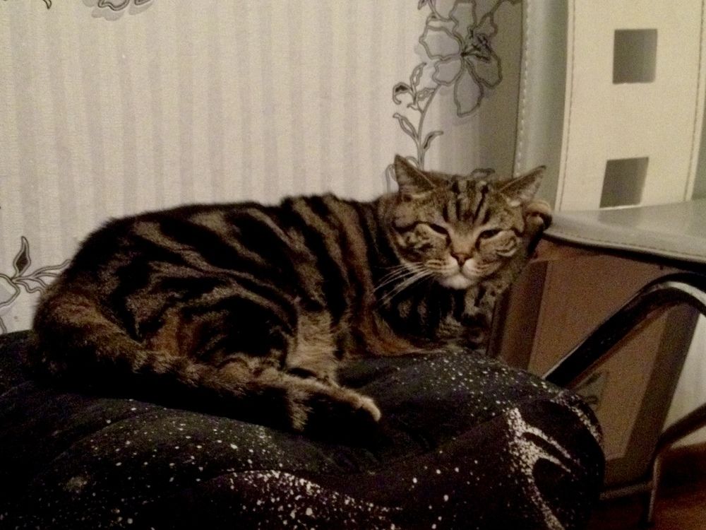 Жизнь любимца, глазами камеры!