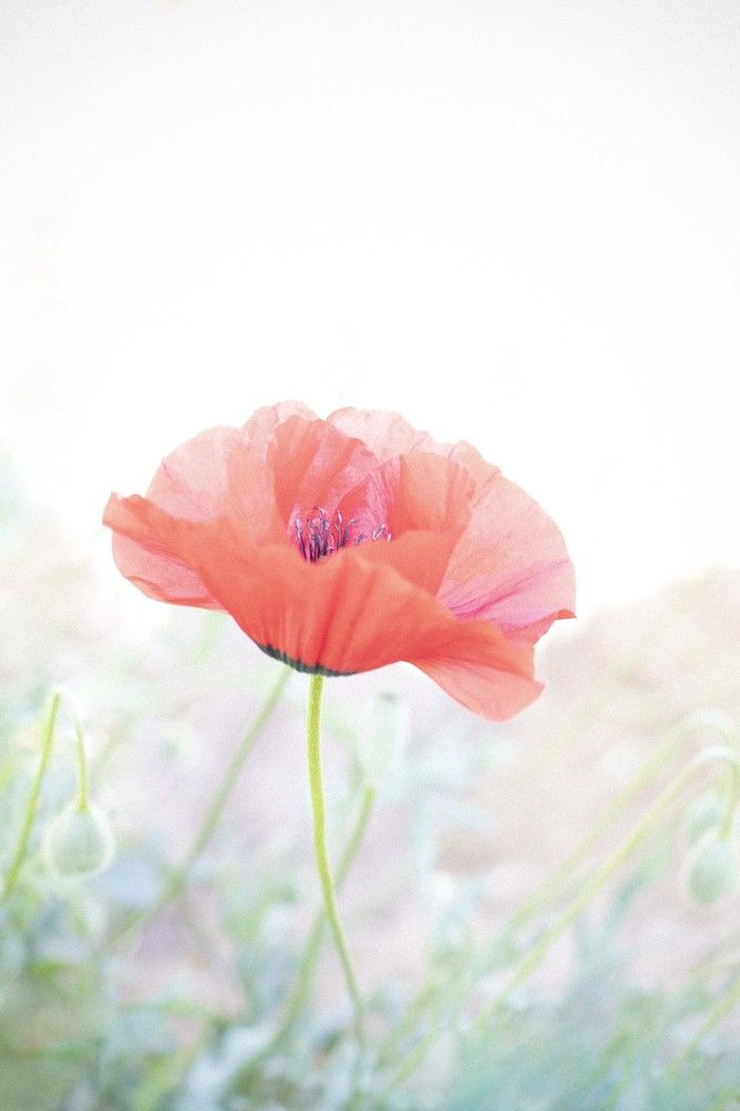 Photograph by safoura saeedi seta