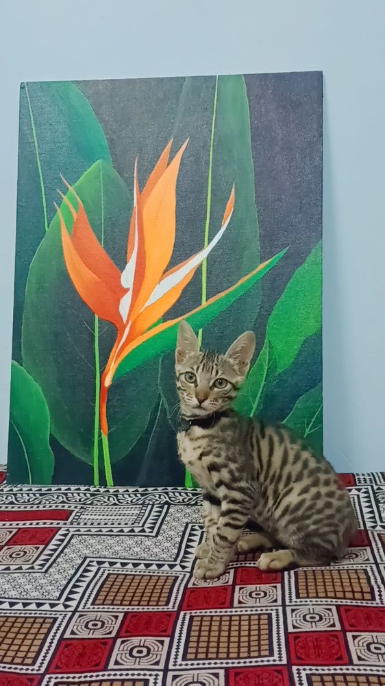 Photograph by Rubina Hasan