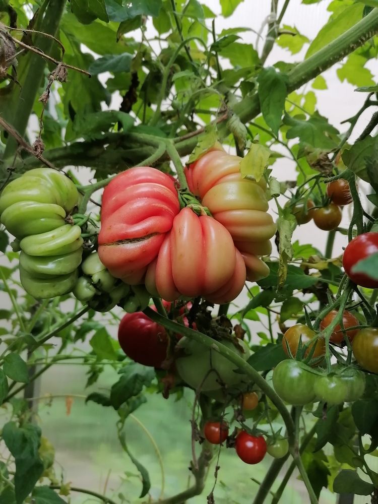 Фотография автора Анастасия Зверева