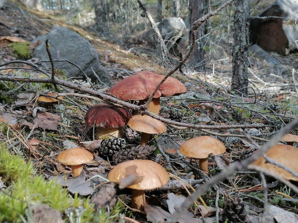 Фотография автора Анастасия Зверева